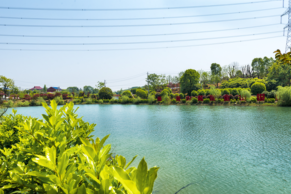 长沙县黄兴镇发展苗木产业做活美丽经济