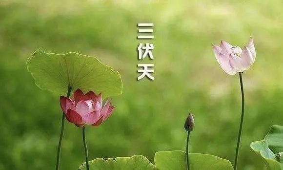 三伏天健康攻略请查收