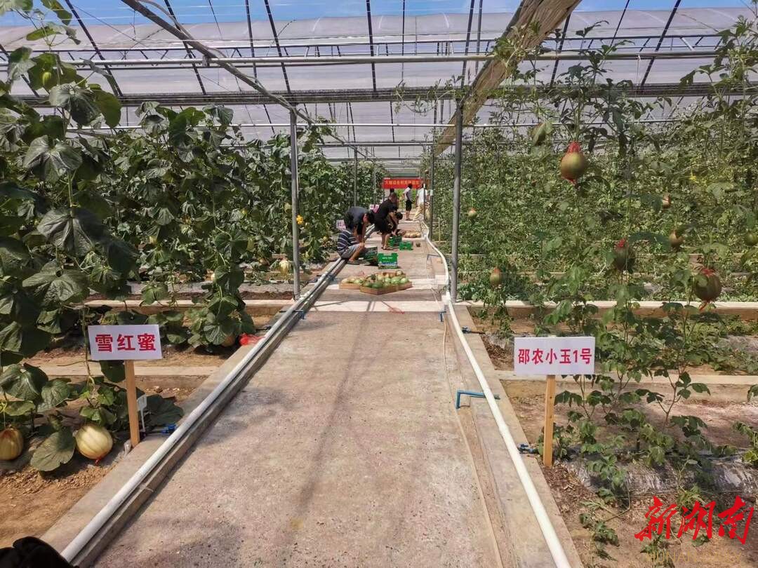 隆回县书院村：烟苗大棚不再闲置，栽种瓜果助农增收
