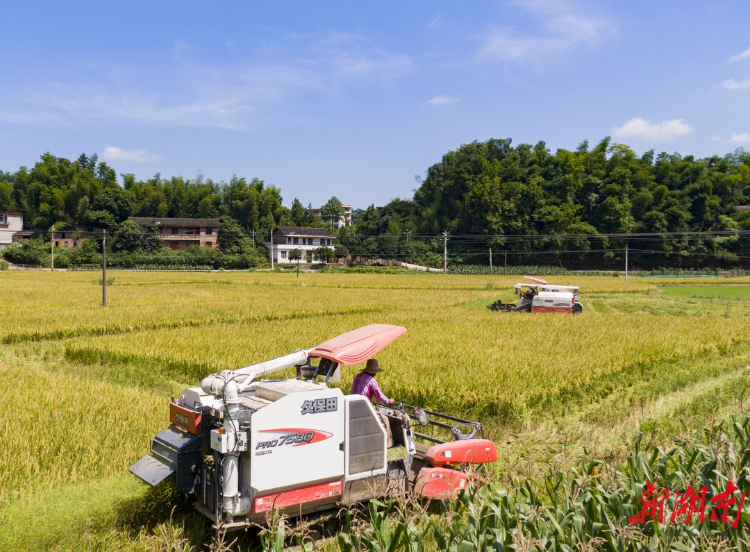 邵东：26万亩早稻喜迎丰收 “机械大军”助农忙