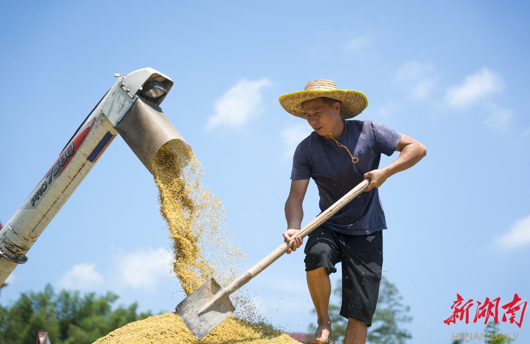 邵东：26万亩早稻喜迎丰收 “机械大军”助农忙