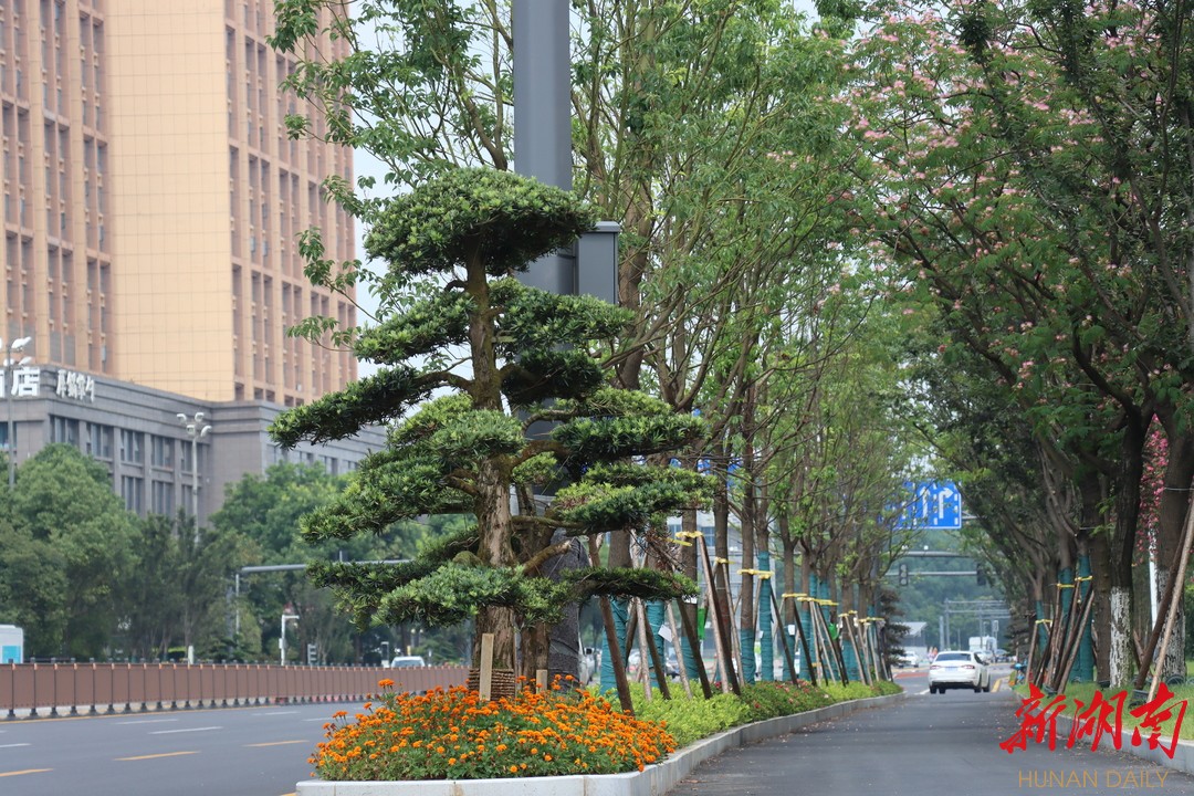 湖南日报丨长沙市民幸福出行再&ldquo;加码&rdquo; 桐梓坡路提质改造 总体进度基本完成
