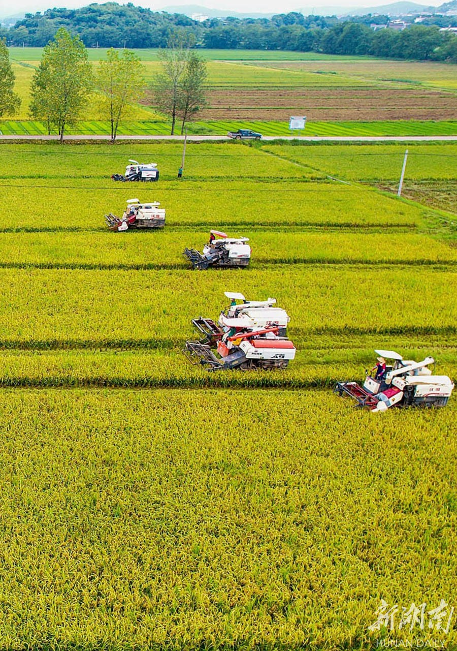 机械化收割按下"加速键"