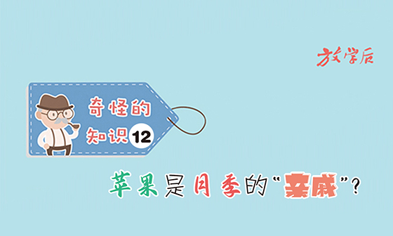 放学后·漫画｜奇怪的知识12：苹果是月季的“亲戚”？