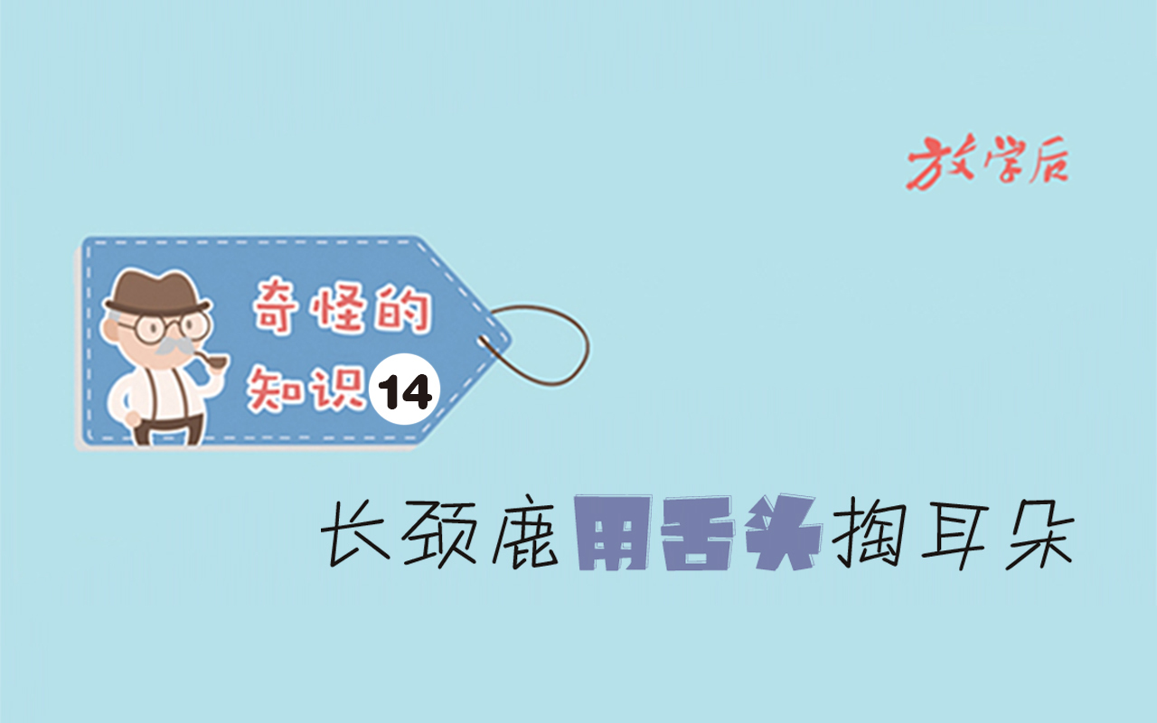 放学后·漫画｜奇怪的知识14：长颈鹿用舌头掏耳朵