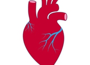 心跳“发动机”点火原理被发现 有助防治心律失常