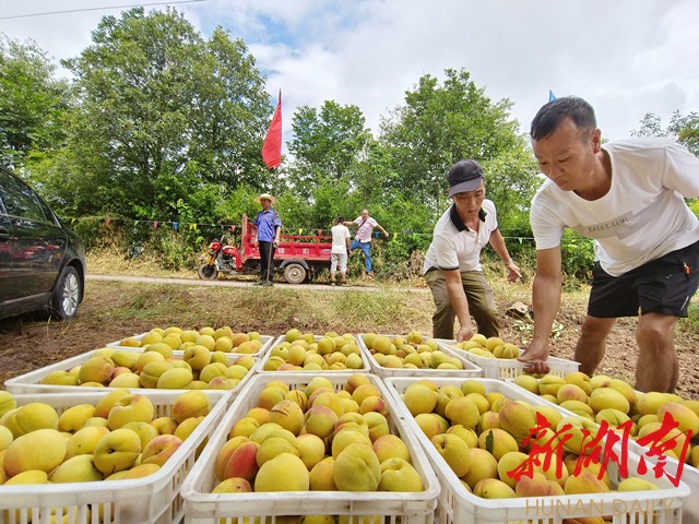 农户种植黄桃喜获丰收 农户种植黄桃喜获丰收