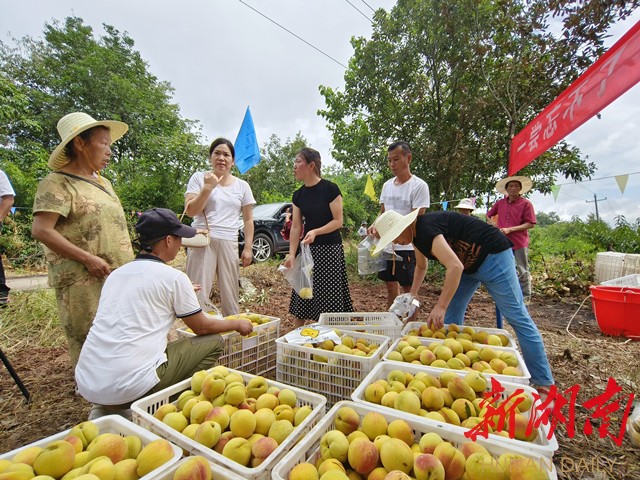 市民在高庄村果园基地挑选黄桃 市民在高庄村果园基地挑选黄桃