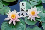 看过来！三伏天养生有“十忌”→