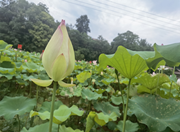 清廉芷江建设｜公坪镇“清廉莲花”开得别样红