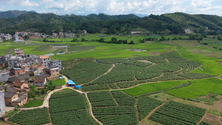 江华码市镇大柳村：紫长茄采摘管护忙