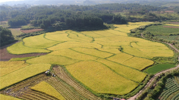 粮食生产|道县：收割再生稻 夯实米粮仓
