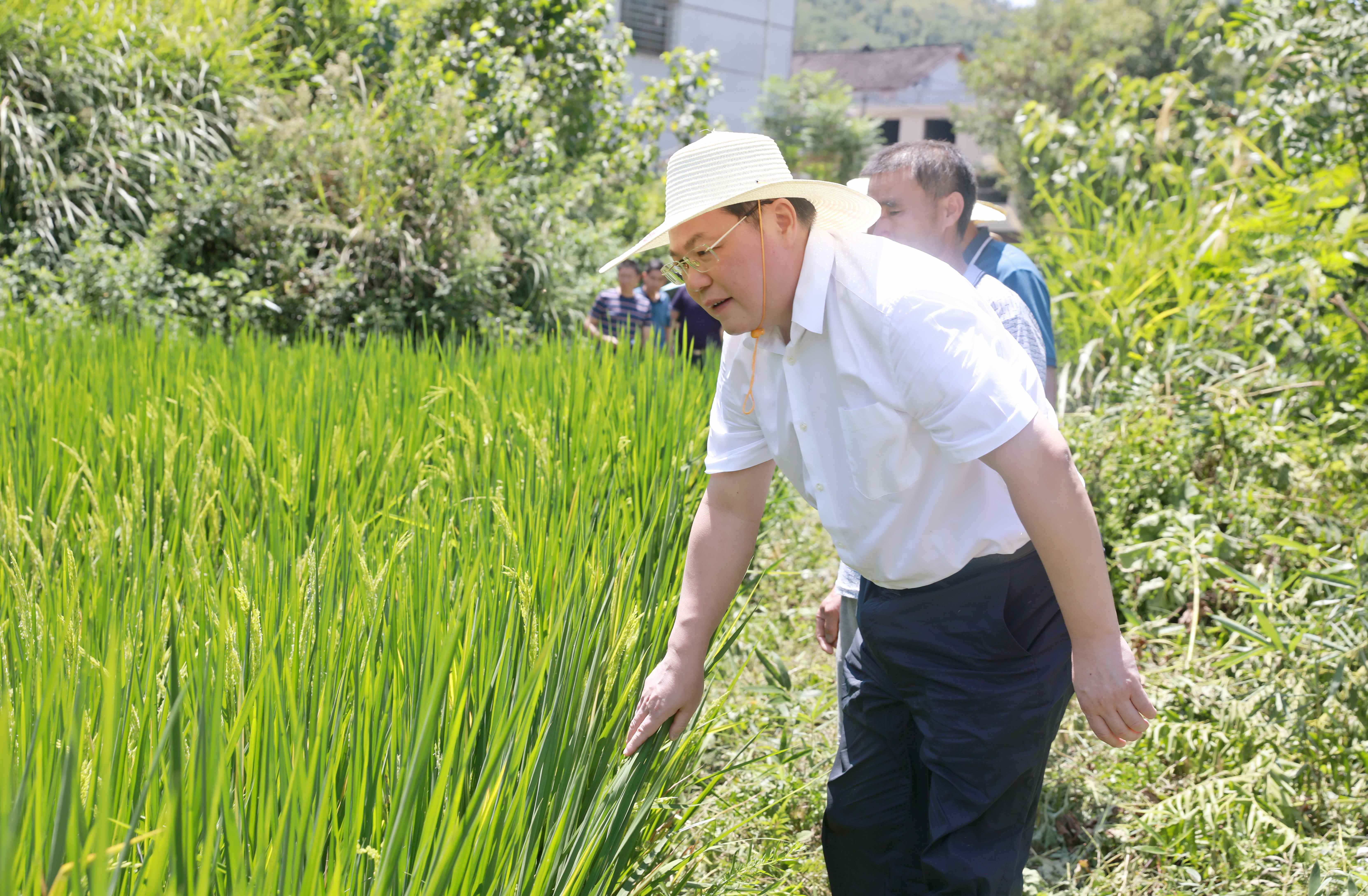 曾伯怡到禾青鎮(zhèn)督導(dǎo)防旱抗旱工作