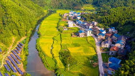 湖南水稻面积居全国第一