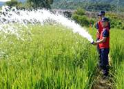 安乡引松滋河水灌溉34万亩农作物