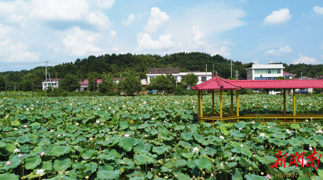 后花园里蔬果香——株洲市渌口区擦亮农业特色品牌