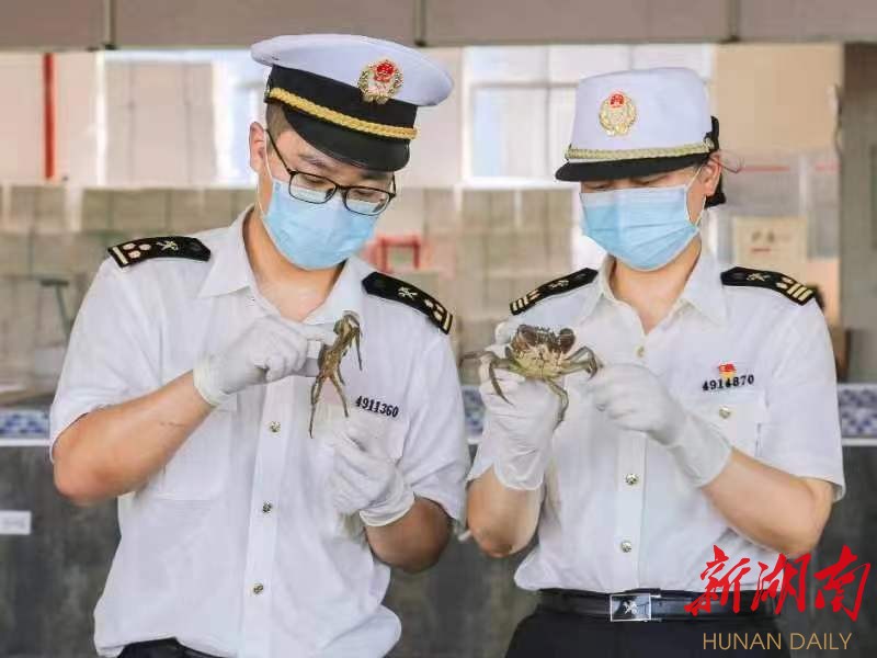 益阳海关工作人员对出口大闸蟹进行检验检疫。刘磊 摄 益阳海关工作人员对出口大闸蟹进行检验检疫。刘磊 摄