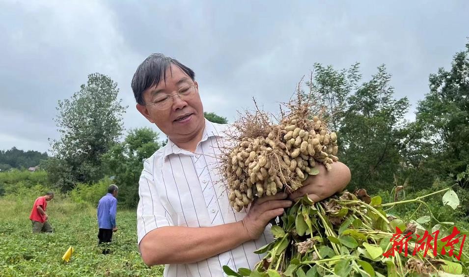  望着颗粒饱满的小籽花生，湖南农业大学农学院教授李林充满欣喜。周云峰 摄