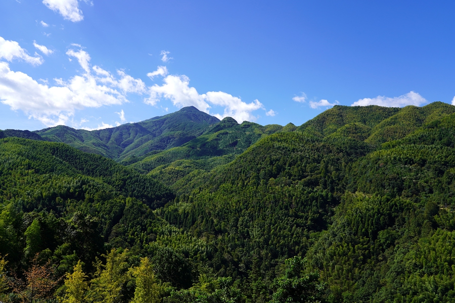 连云林场：森林康养引青山转型 “林长”治林绘生态画卷