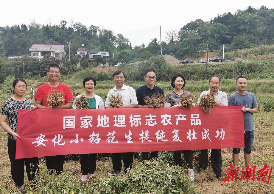  安化小籽花生提纯复壮成功，专家与实验基地员工留影。周云峰 摄
