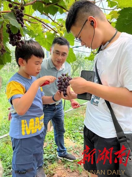 游客在湖南广利源生态农业发展股份有限公司葡萄园采摘葡萄。罗欢 摄 游客在湖南广利源生态农业发展股份有限公司葡萄园采摘葡萄。罗欢 摄