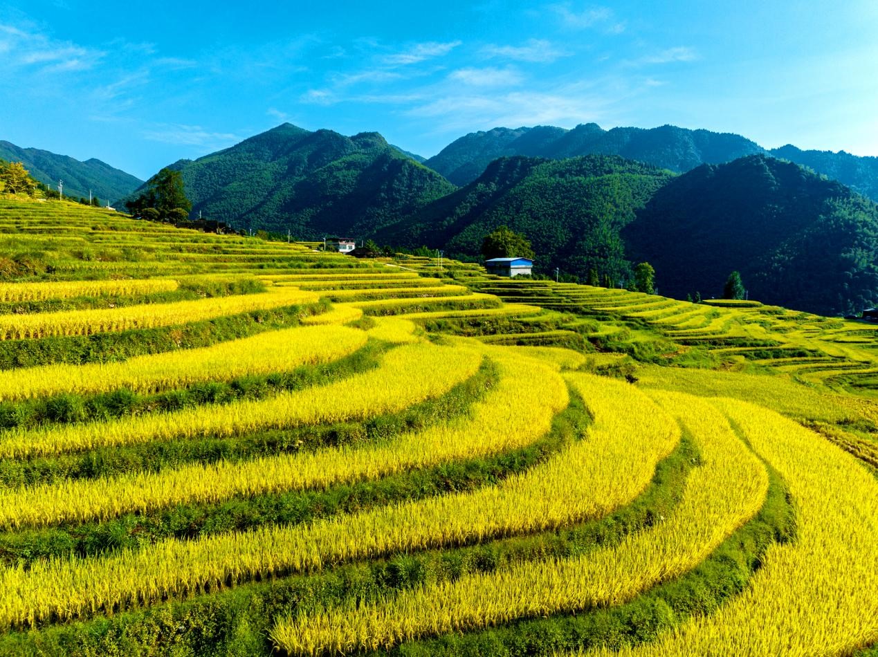 把农田种成风景 实现“粮”“景”双丰收