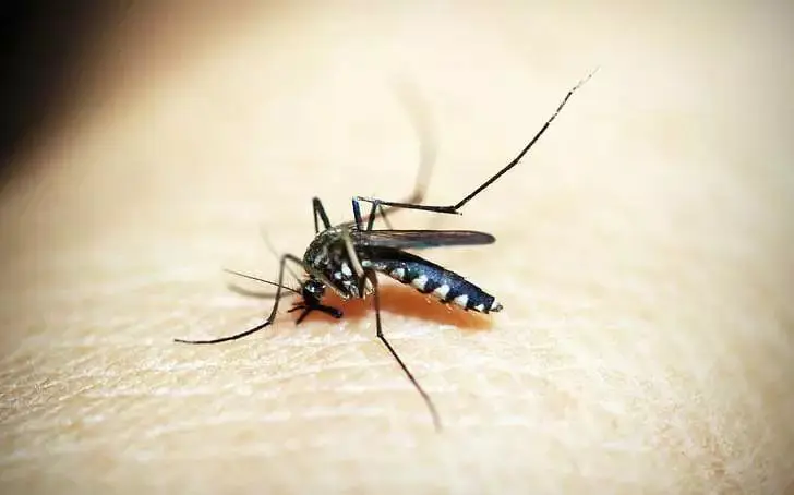 痒痒痒！秋蚊子为什么那么毒？省疾控专家告诉你