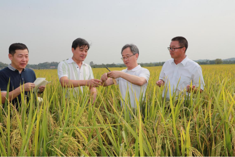 省科技厅党组书记、厅长李志坚调研低镉水稻科研攻关