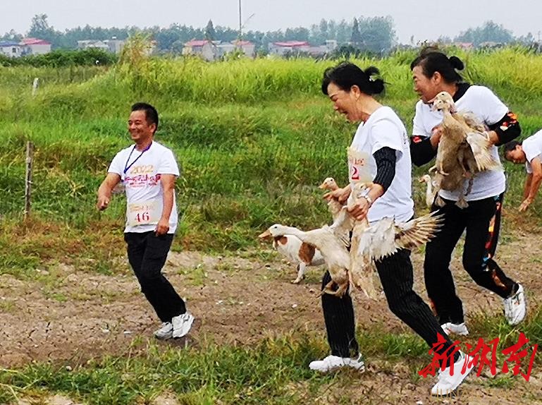  “稻田抓鸭” 现场。杨军 摄