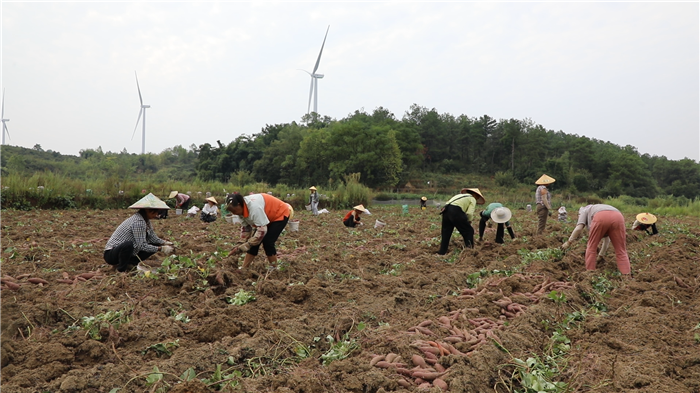 民生|道县：500亩红薯获丰收