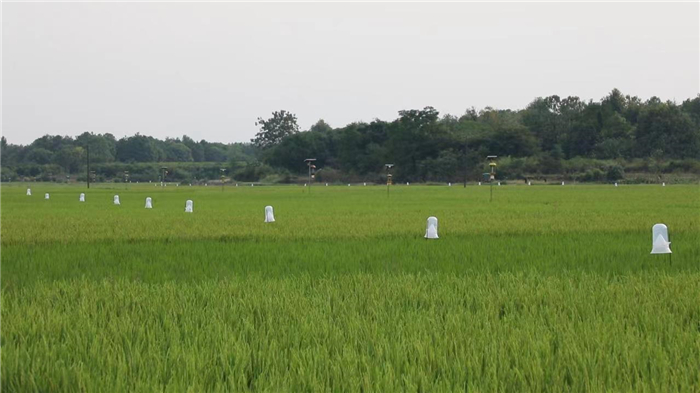 民生|道县：水稻螟虫诱捕器绿色防控保丰收