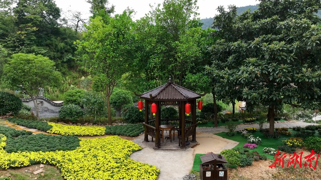 怀化鹤城区叠翠兰亭:举办迎国庆菊花展 展出菊花200多个品种-新湖南