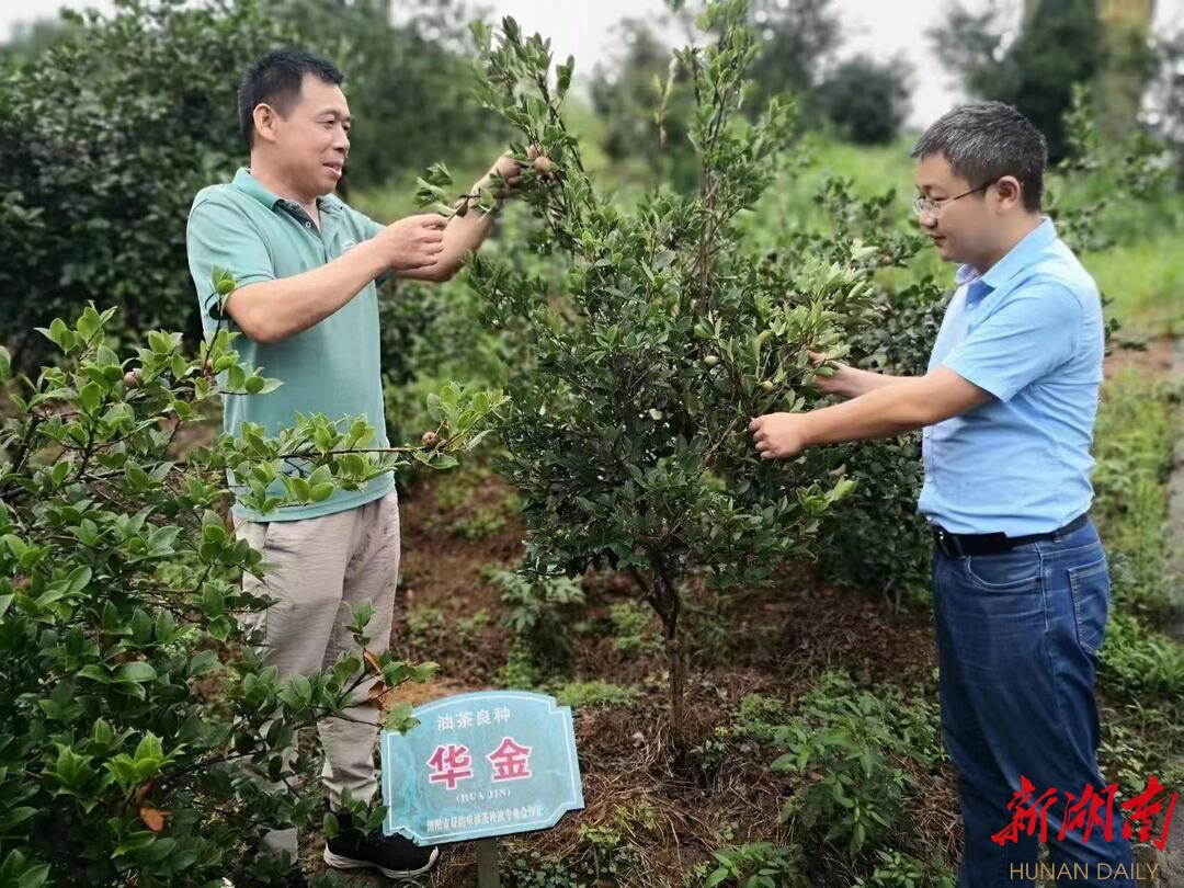农村集体经济看长沙⑨|“金田”春水——浏阳市镇头镇金田村集体经济蓬勃发展见闻