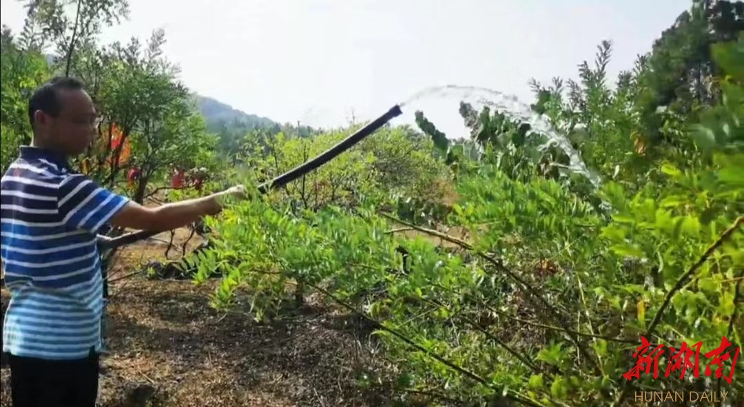新宁县万名干部深入田间地头抗旱保丰收