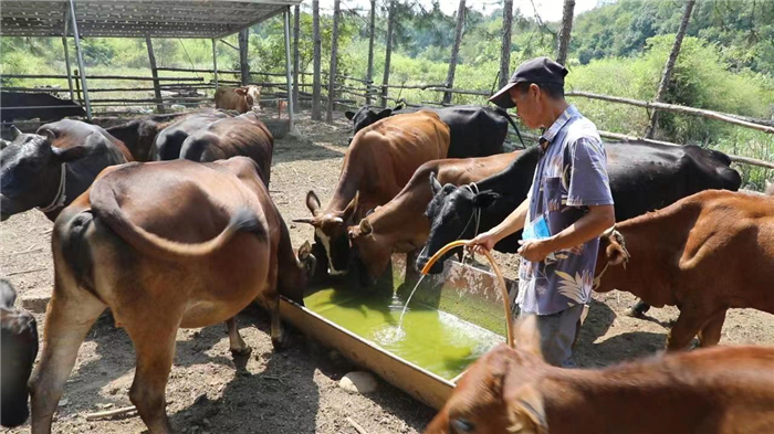 民生|道县：生态养牛助增收