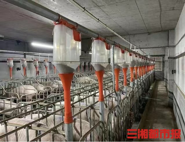 牧民黑科技 养猪装空调,养牛戴耳环!揭秘中国牧场的“黑科技养殖密码”