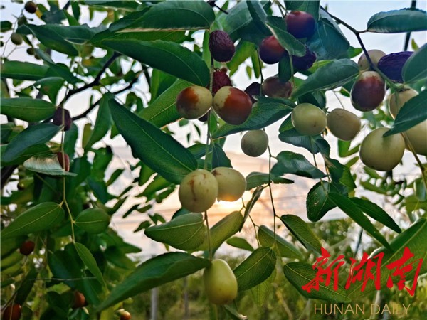 辰溪县船溪乡:金秋酥脆枣迎丰收