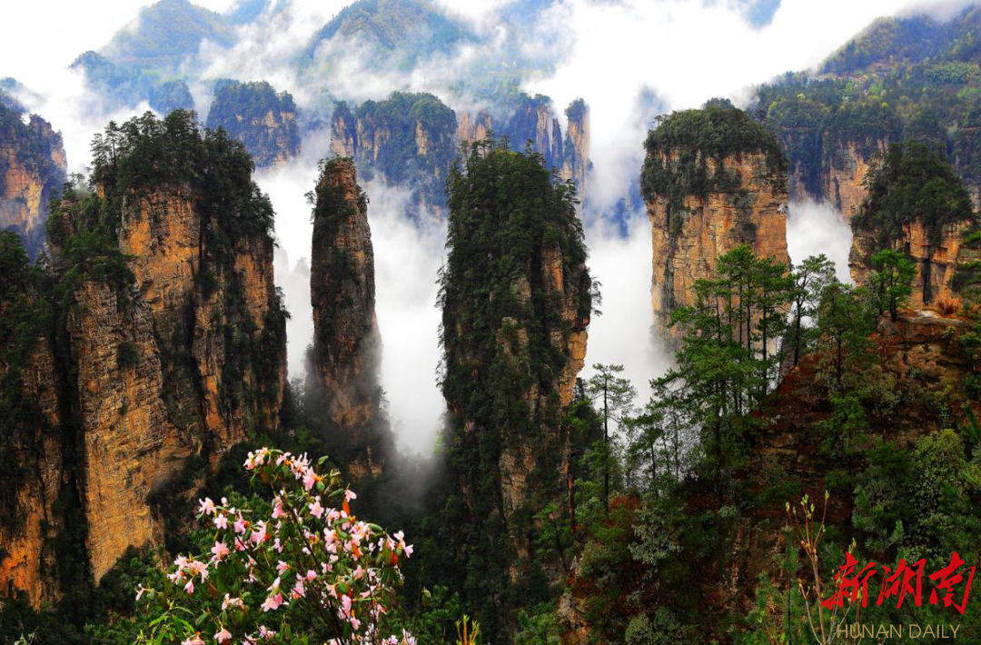 张家界国家森林公园获批"中国华侨国际文化交流基地" - 新湖南客户端