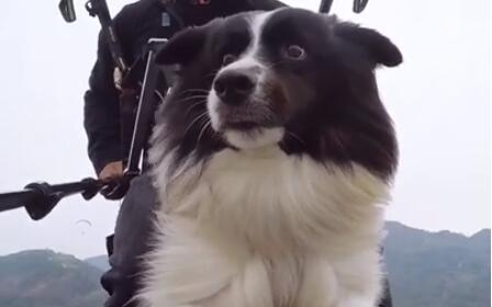 长沙一宠物犬随主人坐滑翔伞 空中演绎现实版“目瞪狗呆”