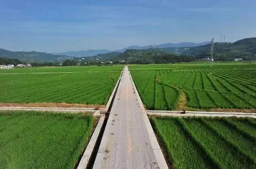 绥宁县：高标准农田建设“山区模式”撑起制种大县新天地