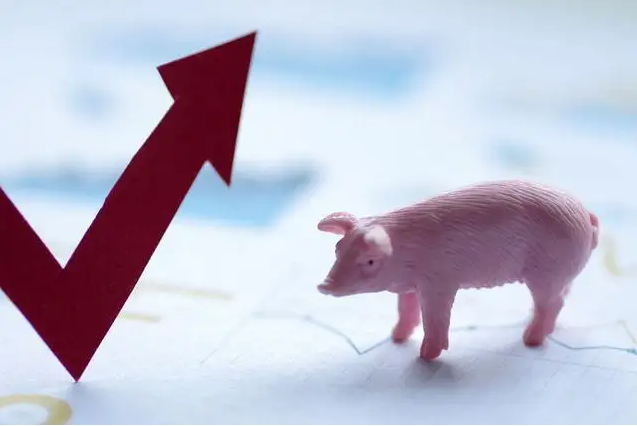 国庆期间生猪价格连涨：全国均价每公斤上涨约1元