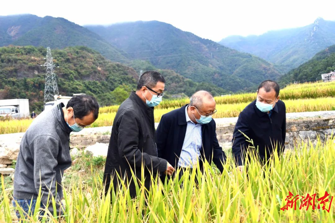低镉水稻新品种在新邵试种成功