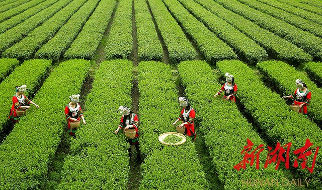 湖南沅陵辰龙关茶园采摘现场。 刘科 摄