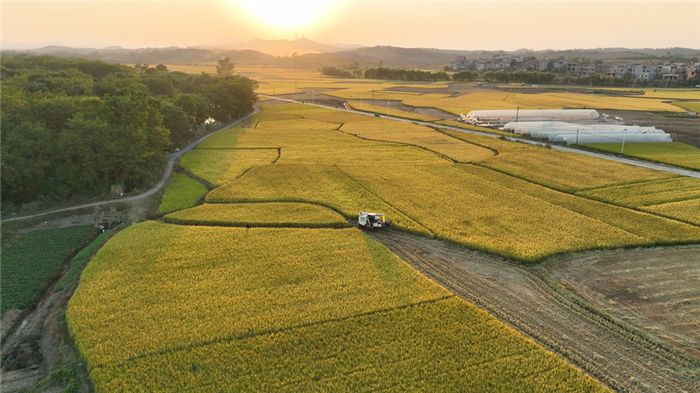 民生|道县：抢收晚稻、抢种油菜 “稻稻油”模式助农增收