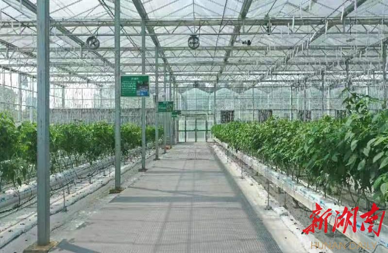 位于益阳市赫山区泉交河镇竹泉山智慧农业第一村的智能滴灌系统基地。 位于益阳市赫山区泉交河镇竹泉山智慧农业第一村的智能滴灌系统基地。