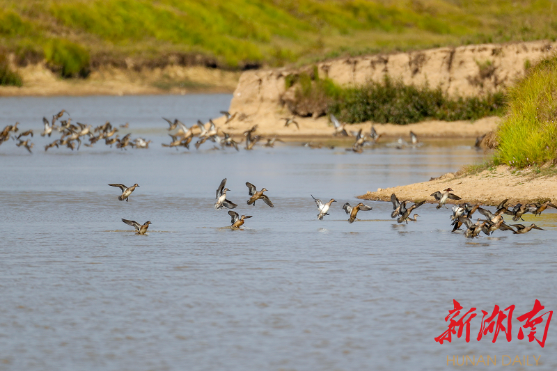 它们回家了!岳阳屈原百鸟啾啾庆盛会