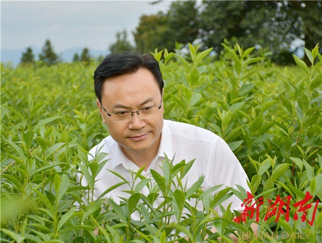 長沙院士“一桌菜”⑥丨以科技創(chuàng)新推進(jìn)中國茶復(fù)興——訪中國工程院院士、湖南農(nóng)業(yè)大學(xué)學(xué)術(shù)委員會主任劉仲華