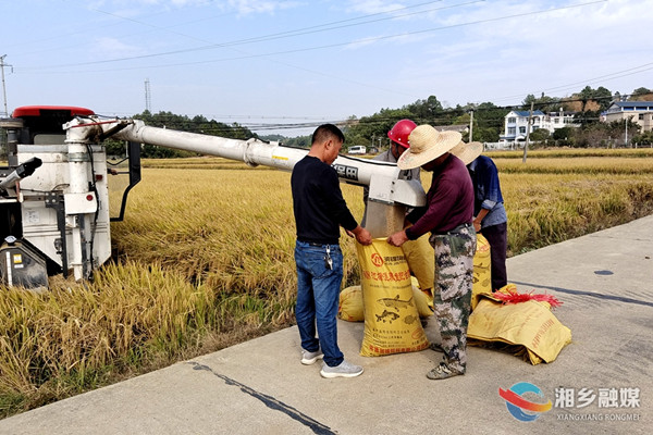 “三一工程”传捷报！湘乡示范基地晚稻亩产达652.5公斤