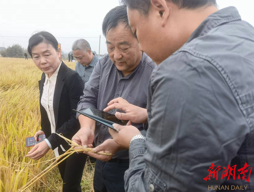 宁乡市“四高”试验示范区高档优质晚稻测产平均亩产达586公斤