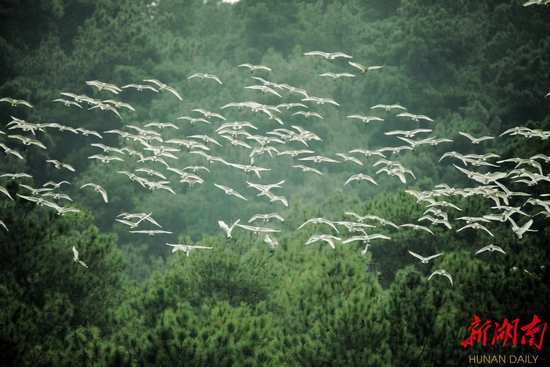 城步大竹山，每年4至6月、8至11月，数千万只候鸟从这里飞越——南山脚下护鸟忙